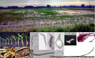 Indagini fitosanitarie negli appezzamenti coltivati a riso 